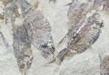Fossil Fish (Gosiutichthys) Mortality Plate - Lake Gosiute #54975-2